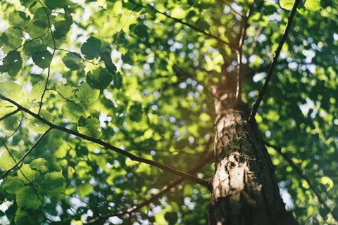 Close up of a tree