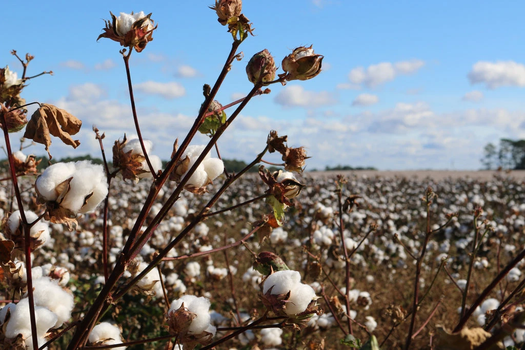 cotton for sanitary pads